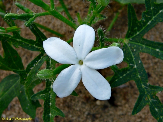 {Cnidoscolus stimulosus}